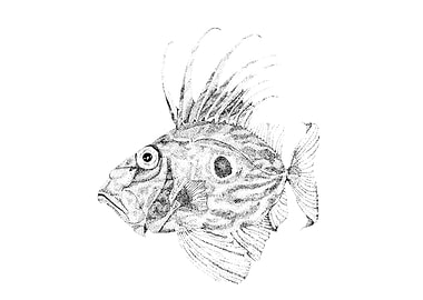 JohnDory