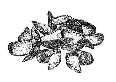 mussels