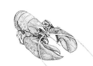 Lobster