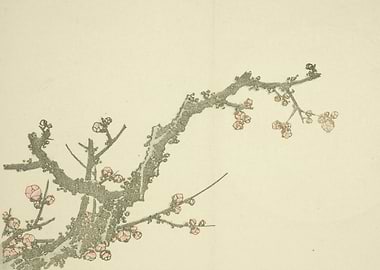 Blooming Plum Tree