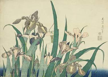 Iris and Grasshopper
