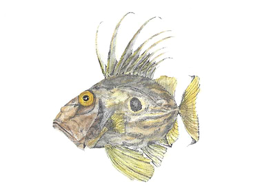 John Dory