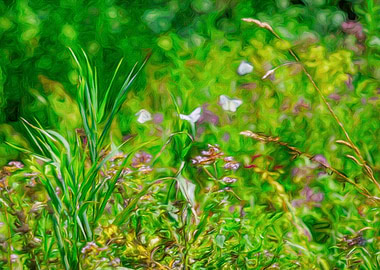 Butterflies in the Field