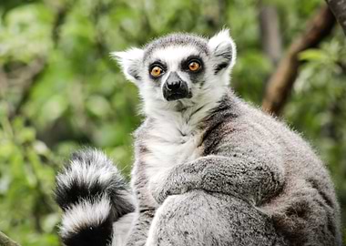 Lemur 2