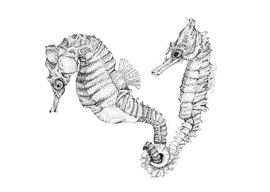 seahorses