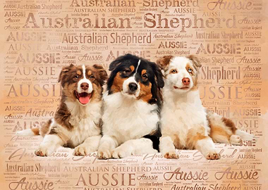 Australian Shepherd