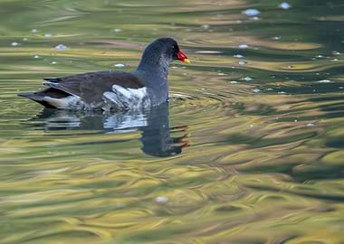 moorhen duck on lake