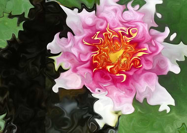 Pink Waterlily Swirls