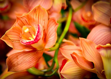 Peach Orchids