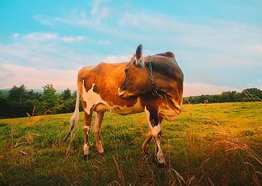 The Flirting Cow