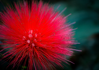 Upclose Mimosa Flower