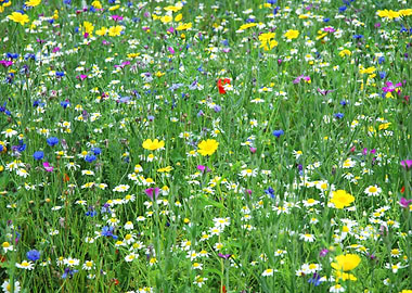 Wildflower Meadow