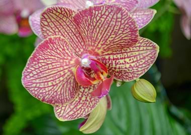 Orchid