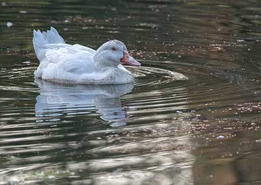 duck swimming on lake