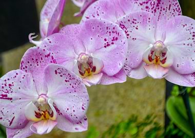 Orchids 2