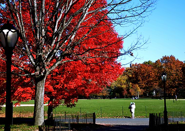 Red Tree in Central Park