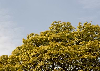 Golden Summer Leaves