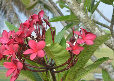 Cluster of Frangipani