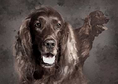 Irish Setter Dogs