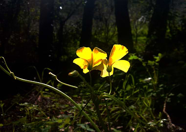 Yellow flower