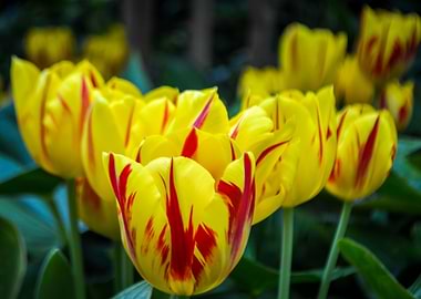 Yellow Tulips