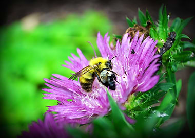 Bee on Flower
