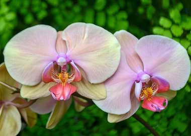 Orchids