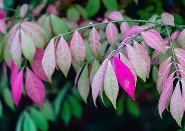 Leaves