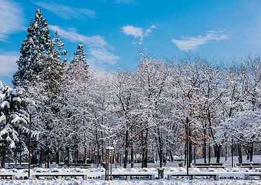 Winter Trees Forest Cold