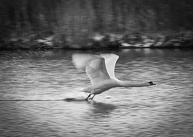 Gliding Swan