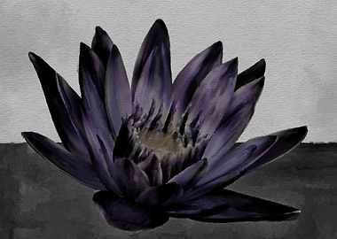 Lotus Flower