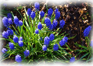 Grape Hyacinth