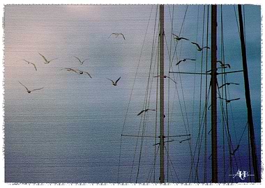 Gulls sails 3