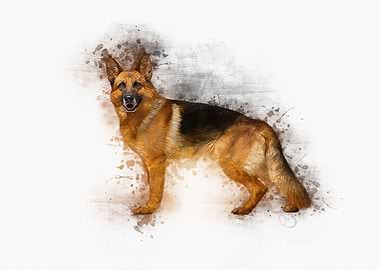 German Shepherd