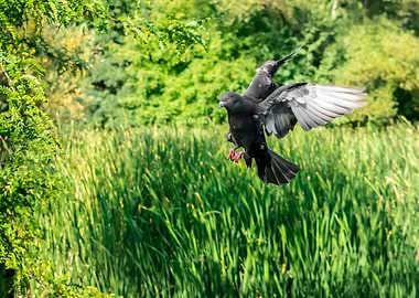 Pigeon Nature Green Bird