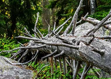Nature Forest Tree Wild