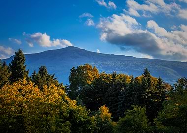Forest Mountain Trees Fall
