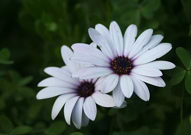 Friendship Daisies