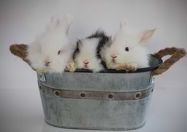 Growing Bunnies