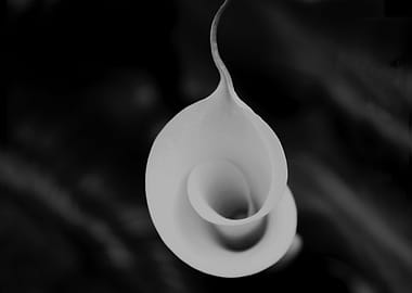 Calla lily flower
