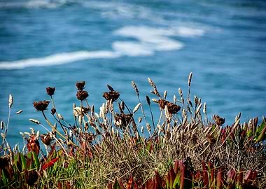 Coast plants