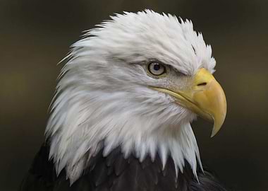 The American Bald Eagle