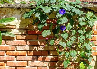wall vine