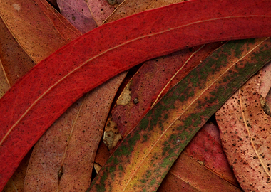 Colorful Eucalyptus Leaves
