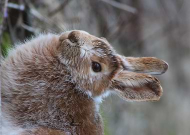Snowshoe Hare