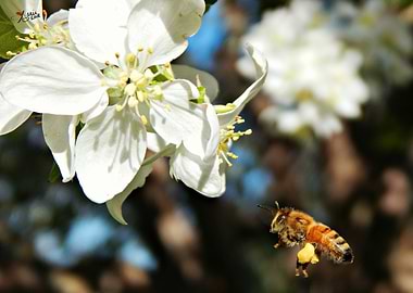 Bee in Flight