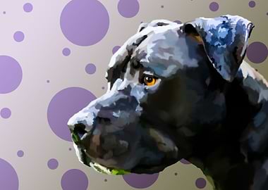 American Staffordshire