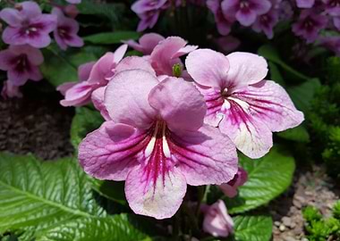 Lightpink Flower Power