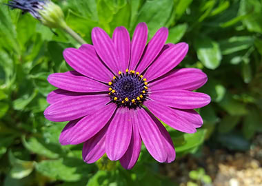 Fuschia Flower Power