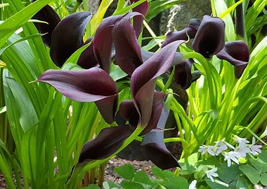 Choco Lips Flower Power